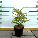 Tavoľníkovec jarabinolistý (Sorbaria sorbifolia) ´SEM®´ - výška 20-30 cm, kont. C3L